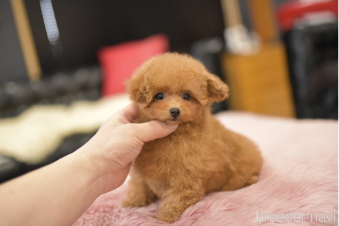 成約済の茨城県のティーカッププードル-298568の2枚目