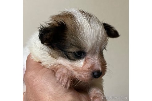 成約済の岡山県のパピヨン-295382の2枚目