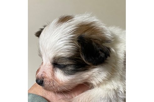 成約済の岡山県のパピヨン-295382の4枚目