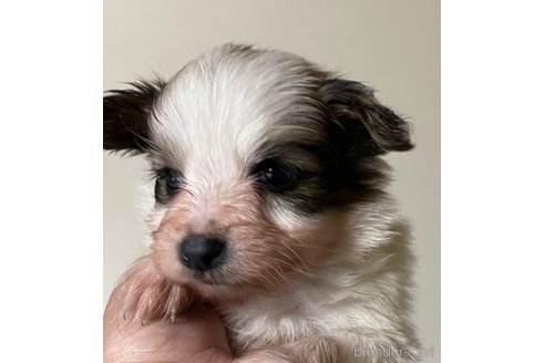 成約済の岡山県のパピヨン-295382