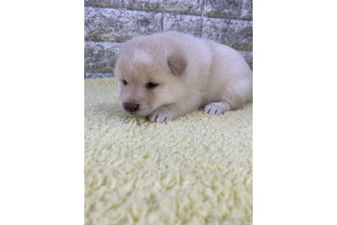成約済の茨城県の柴犬-300517の4枚目