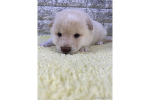 成約済の茨城県の柴犬-300517の3枚目