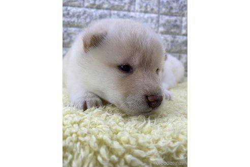 成約済の茨城県の柴犬-300517の2枚目