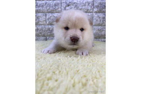 成約済の茨城県の柴犬-300517の1枚目