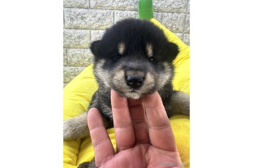 商談中の茨城県の柴犬-300516の3枚目