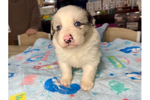 成約済の長野県のボーダーコリー-301684の10枚目