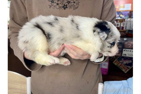 成約済の長野県のボーダーコリー-301684の6枚目