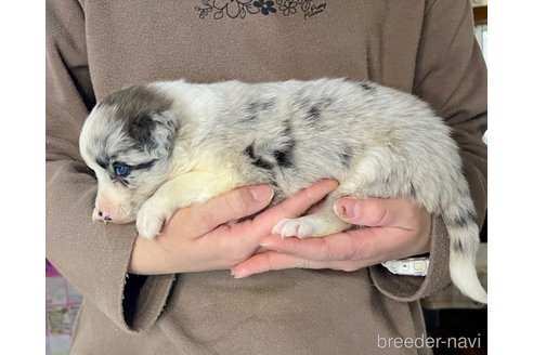 成約済の長野県のボーダーコリー-301690の4枚目