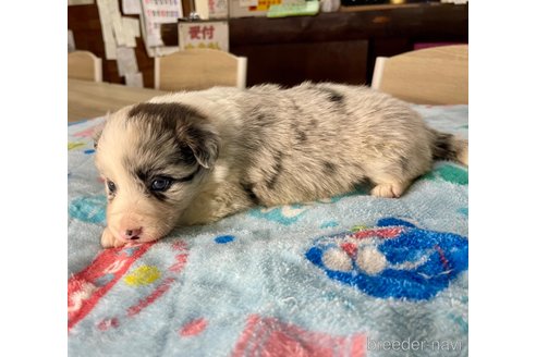 成約済の長野県のボーダーコリー-301690の6枚目