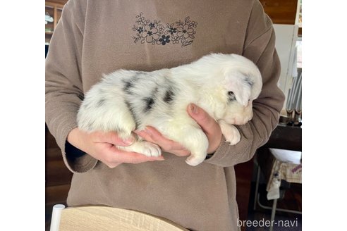 成約済の長野県のボーダーコリー-301694の4枚目