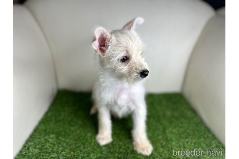 成約済の千葉県のミックス犬-300056の4枚目
