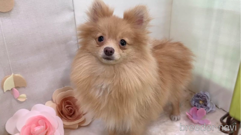 販売中の東京都のポメラニアン-244833の3枚目