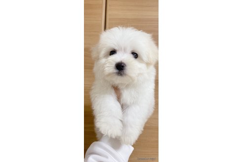 成約済の千葉県のマルプー:マルチーズ×トイプードル-301493の11枚目