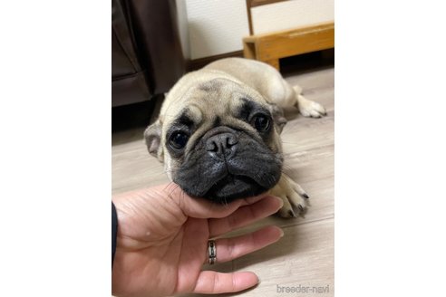 成約済の滋賀県のミックス犬-273588の1枚目