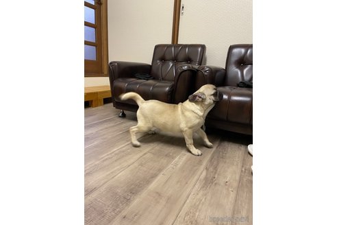 成約済の滋賀県のミックス犬-273588の5枚目