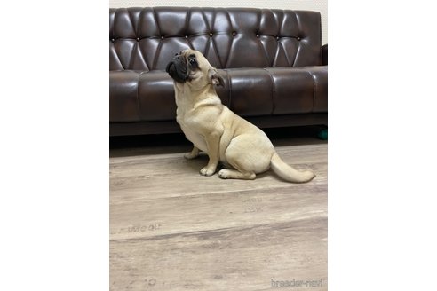 成約済の滋賀県のミックス犬-273588の3枚目