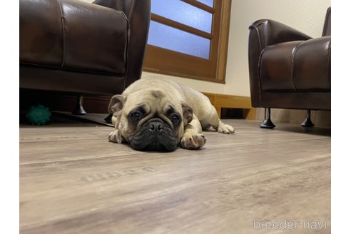 成約済の滋賀県のミックス犬-273588の2枚目
