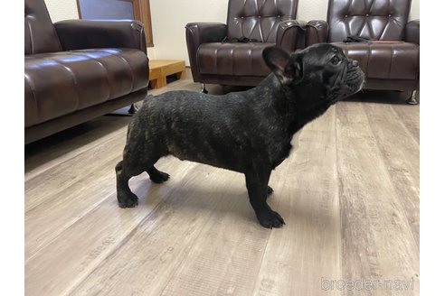 成約済の滋賀県のフレンチブルドッグ-270170の13枚目