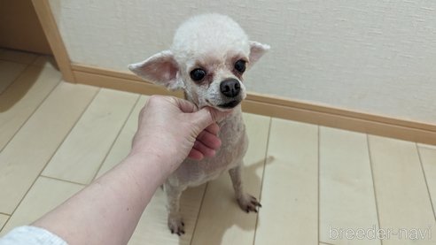 成約済の広島県のタイニープードル-301761の22枚目