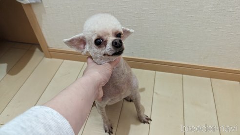 成約済の広島県のタイニープードル-301761の21枚目