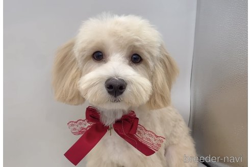 成約済の東京都のミックス犬-271813の13枚目