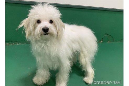 成約済の東京都のマルプー:マルチーズ×トイプードル-246126の11枚目
