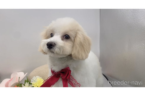 成約済の東京都のミックス犬-278351の16枚目