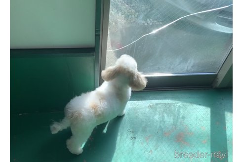 成約済の東京都のミックス犬-278351の15枚目