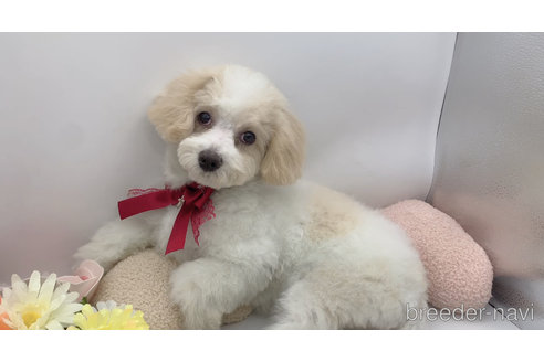 成約済の東京都のミックス犬-278351の14枚目