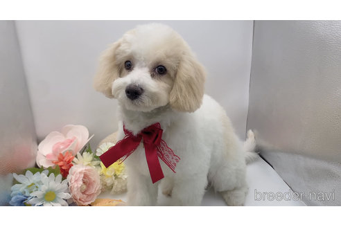 成約済の東京都のミックス犬-278351の13枚目