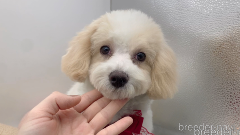 成約済の東京都のミックス犬-278351の12枚目