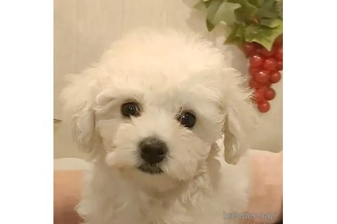 成約済の愛知県のビションフリーゼ-296335の4枚目