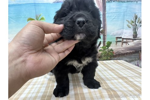 成約済の千葉県のニューファンドランド-301819の2枚目