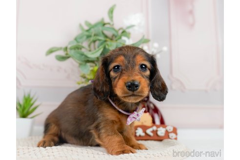 成約済の神奈川県のカニンヘンダックスフンド(ロングヘアード)-301829の13枚目