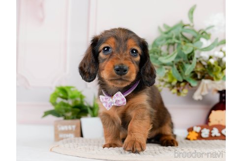 成約済の神奈川県のカニンヘンダックスフンド(ロングヘアード)-301829の14枚目