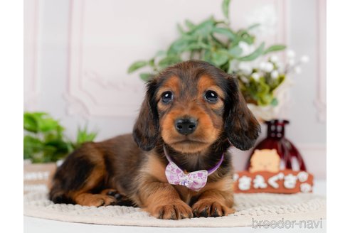 成約済の神奈川県のカニンヘンダックスフンド(ロングヘアード)-301829の15枚目