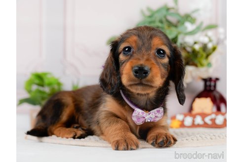 成約済の神奈川県のカニンヘンダックスフンド(ロングヘアード)-301829の8枚目