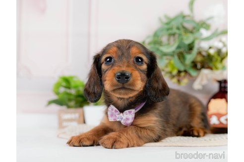 成約済の神奈川県のカニンヘンダックスフンド(ロングヘアード)-301829の7枚目