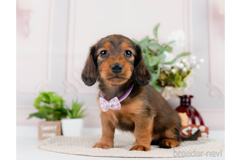 成約済の神奈川県のカニンヘンダックスフンド(ロングヘアード)-301829の9枚目