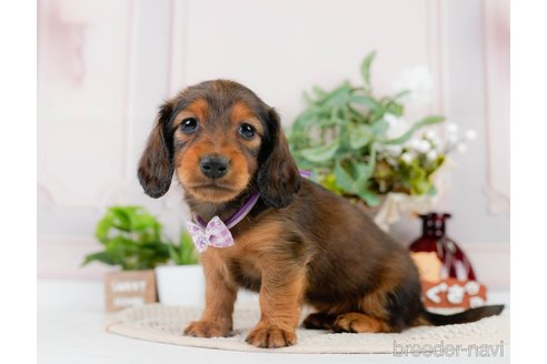 成約済の神奈川県のカニンヘンダックスフンド(ロングヘアード)-301829の10枚目