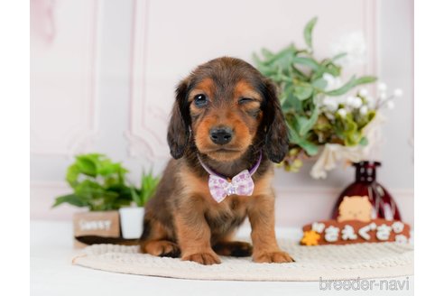 成約済の神奈川県のカニンヘンダックスフンド(ロングヘアード)-301829の12枚目