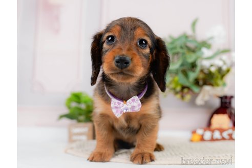 成約済の神奈川県のカニンヘンダックスフンド(ロングヘアード)-301829の11枚目