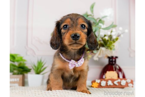 成約済の神奈川県のカニンヘンダックスフンド(ロングヘアード)-301829の3枚目