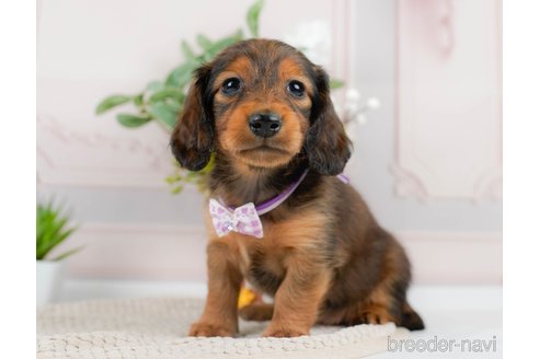 成約済の神奈川県のカニンヘンダックスフンド(ロングヘアード)-301829の2枚目