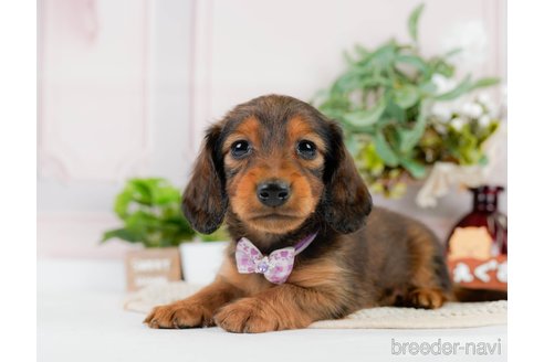 成約済の神奈川県のカニンヘンダックスフンド(ロングヘアード)-301829の4枚目