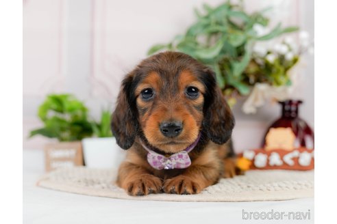 成約済の神奈川県のカニンヘンダックスフンド(ロングヘアード)-301829の6枚目
