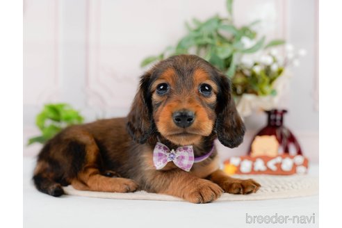 成約済の神奈川県のカニンヘンダックスフンド(ロングヘアード)-301829の5枚目