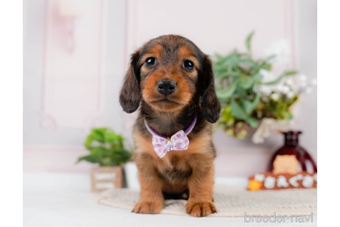 成約済の神奈川県のカニンヘンダックスフンド(ロングヘアード)-301829の1枚目