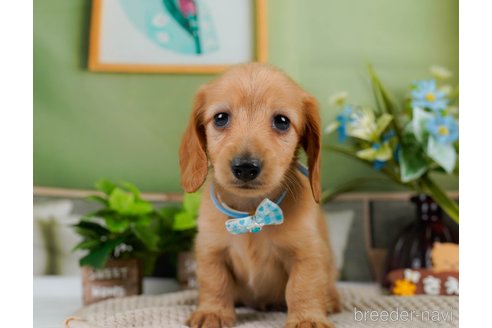 成約済の神奈川県のカニンヘンダックスフンド(ロングヘアード)-301830の12枚目