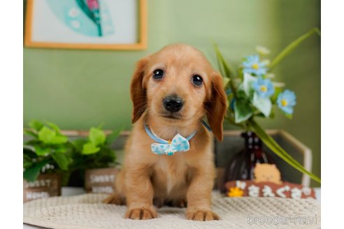 成約済の神奈川県のカニンヘンダックスフンド(ロングヘアード)-301830の8枚目